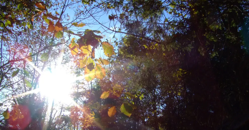 The sun breaks through a leafy canopy, overlaying a six-pointed lens flare on golden-green leaves and blue sky