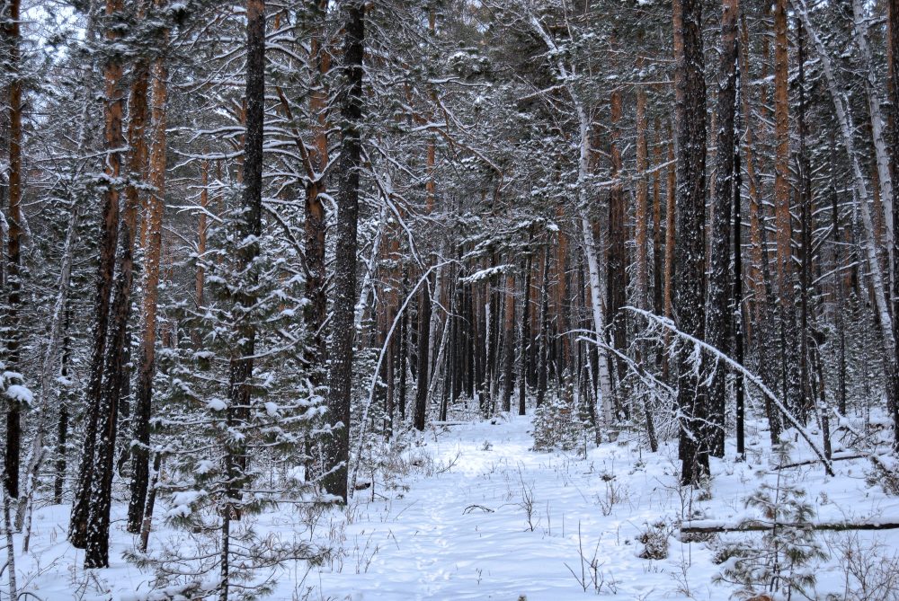 A dark, snowy forest, with pawprints leading down a snowy path.