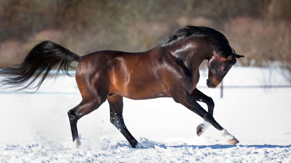 A majestic bay horse prances across a snowy field