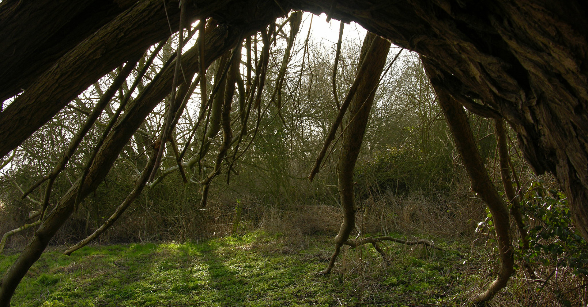 Seen from the inside, a hollow willow frames the view of a woodland glade in early autumn